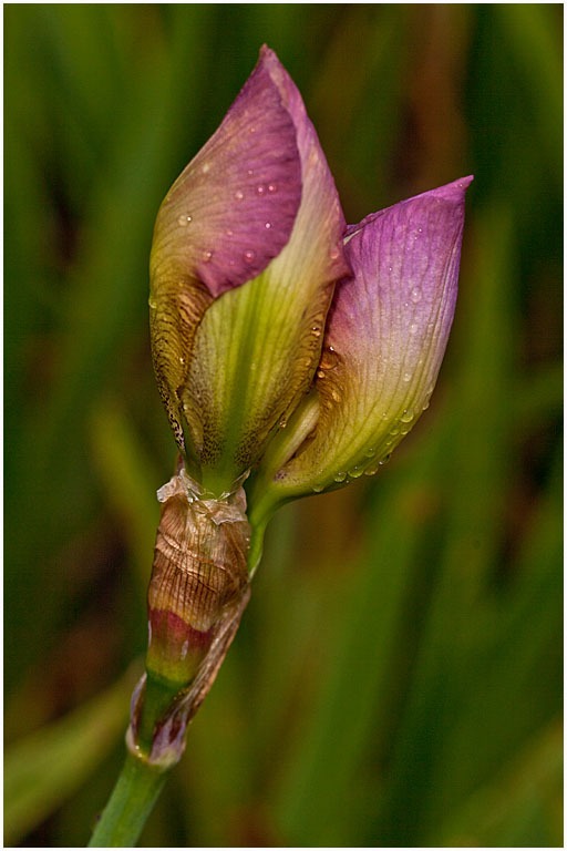 Bearded iris bun no 3 pres s